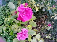 Huawei MediaPad M1 8.0