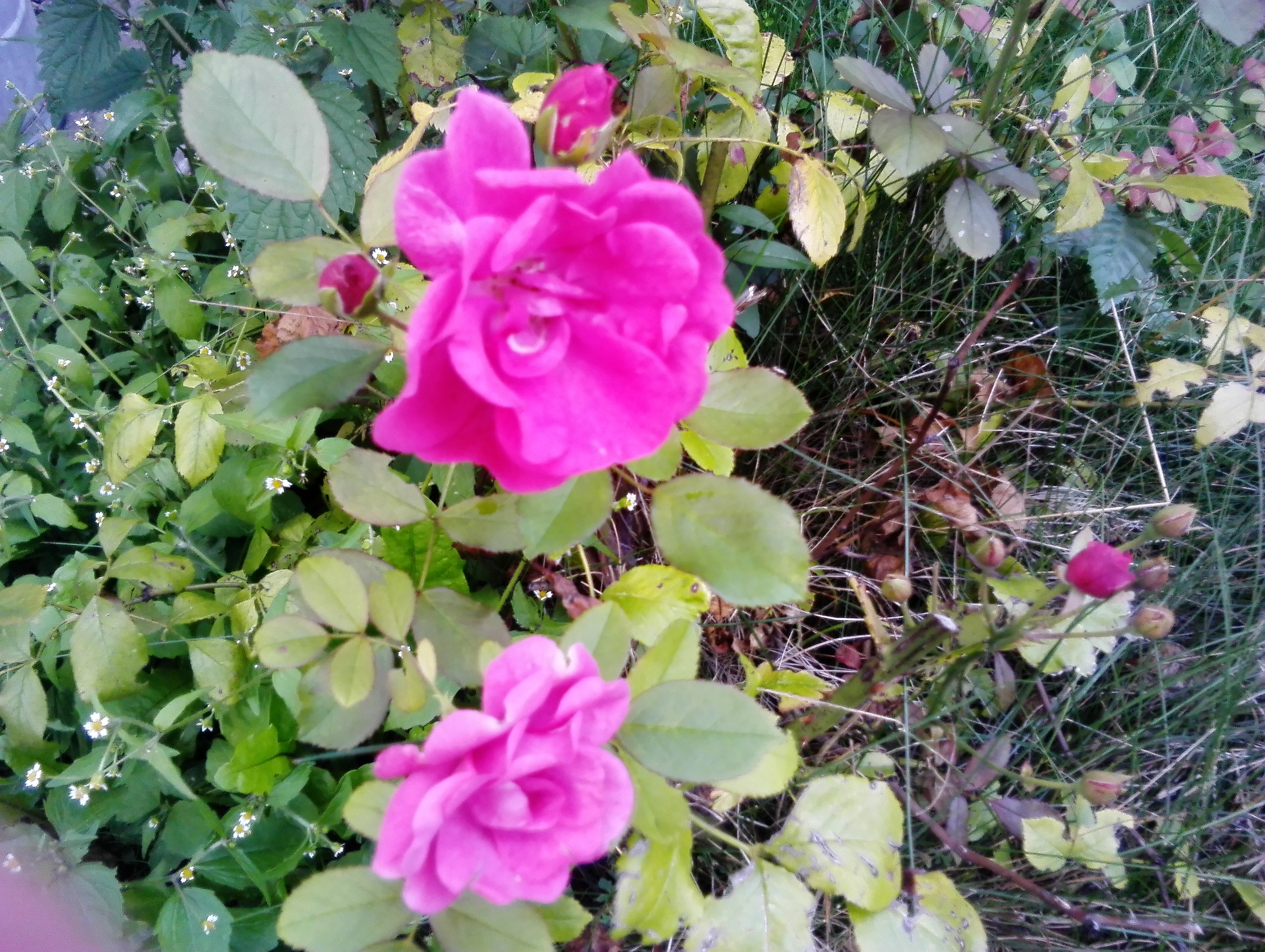 Huawei MediaPad M1 8.0