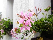 Huawei MediaPad M1 8.0