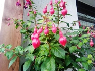 Huawei MediaPad M1 8.0