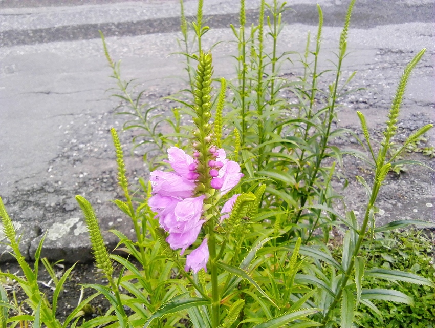 Huawei MediaPad M1 8.0