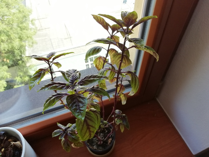 Huawei MediaPad M5 8.4