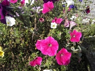 Huawei MediaPad X1 7.0