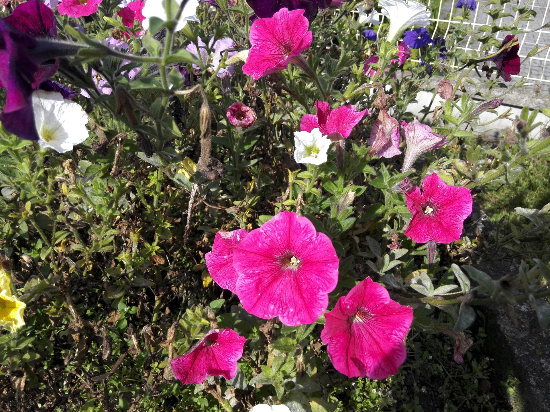 Huawei MediaPad X1 7.0