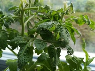 Huawei P9 Lite (2017)