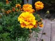 Huawei P9 Lite vs Alcatel Idol 4 