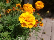 Huawei P9 Lite vs Alcatel Idol 4 