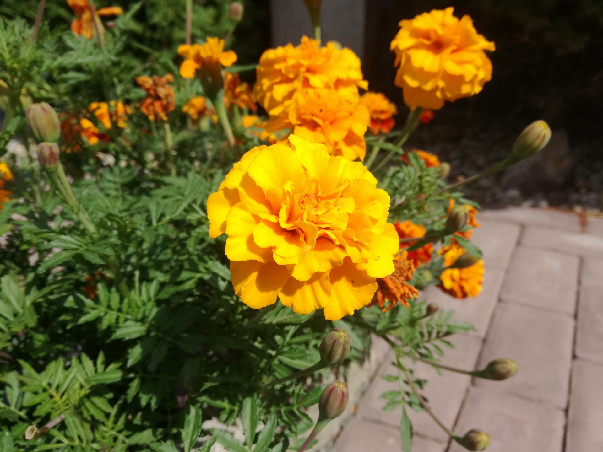 Huawei P9 Lite vs Alcatel Idol 4 