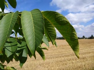 Huawei P9 Lite vs Alcatel Idol 4 