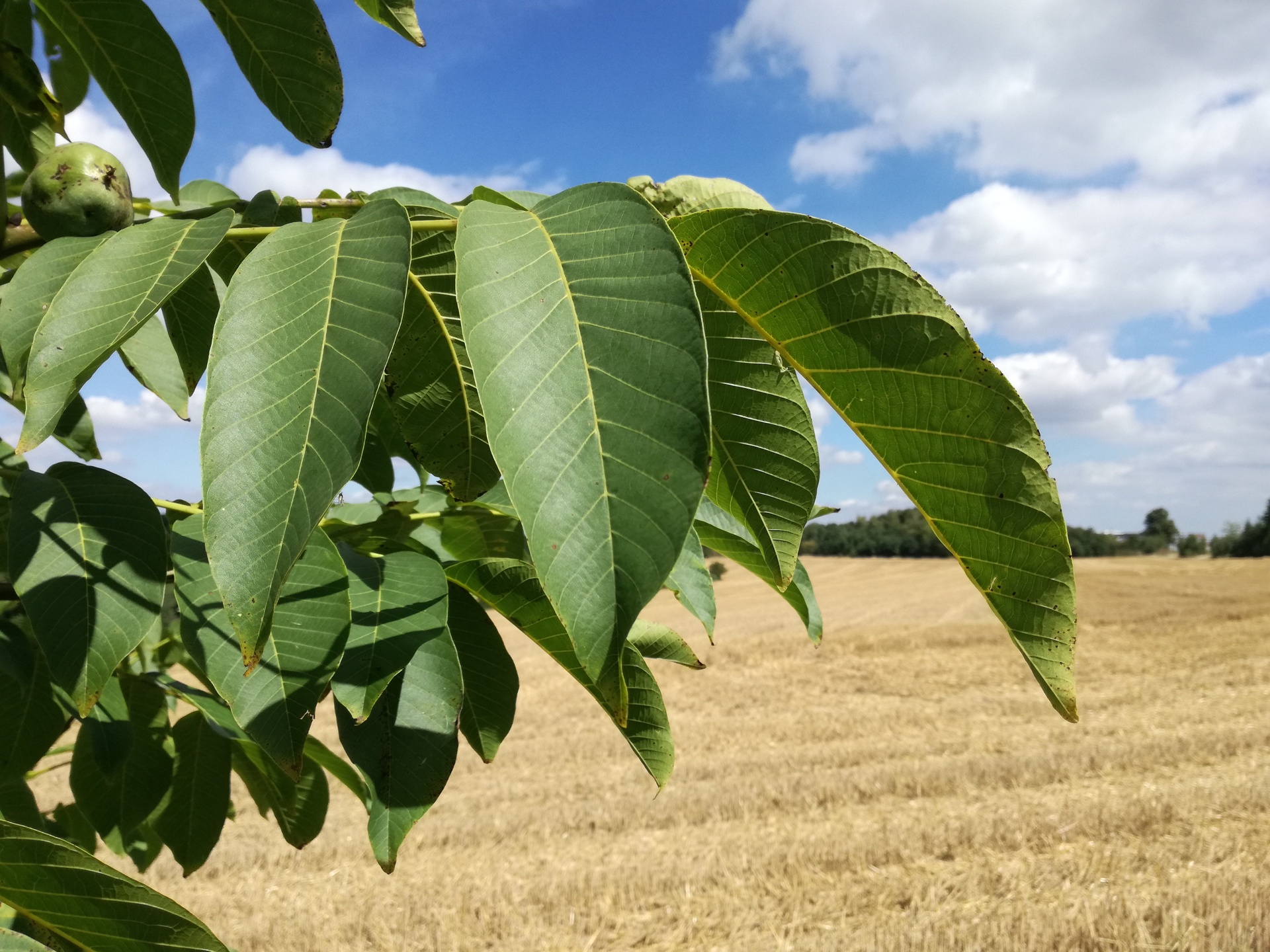Huawei P9 Lite vs Alcatel Idol 4 