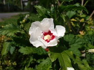 Huawei P9 Lite vs Alcatel Idol 4 