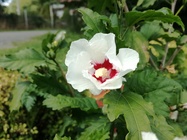 Huawei P9 Lite vs Alcatel Idol 4 