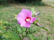 Huawei P9 Lite vs Alcatel Idol 4 