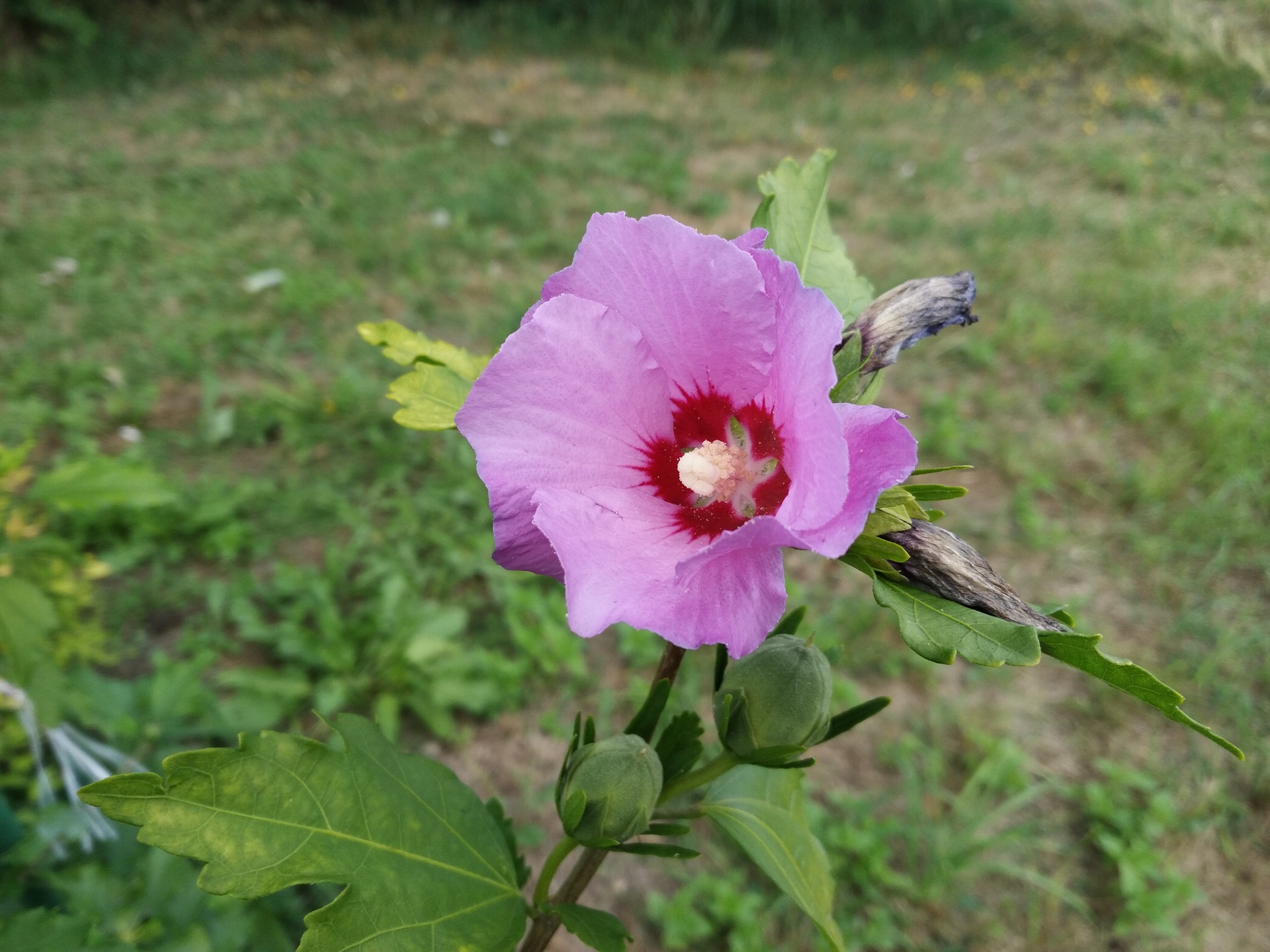 Huawei P9 Lite vs Alcatel Idol 4 