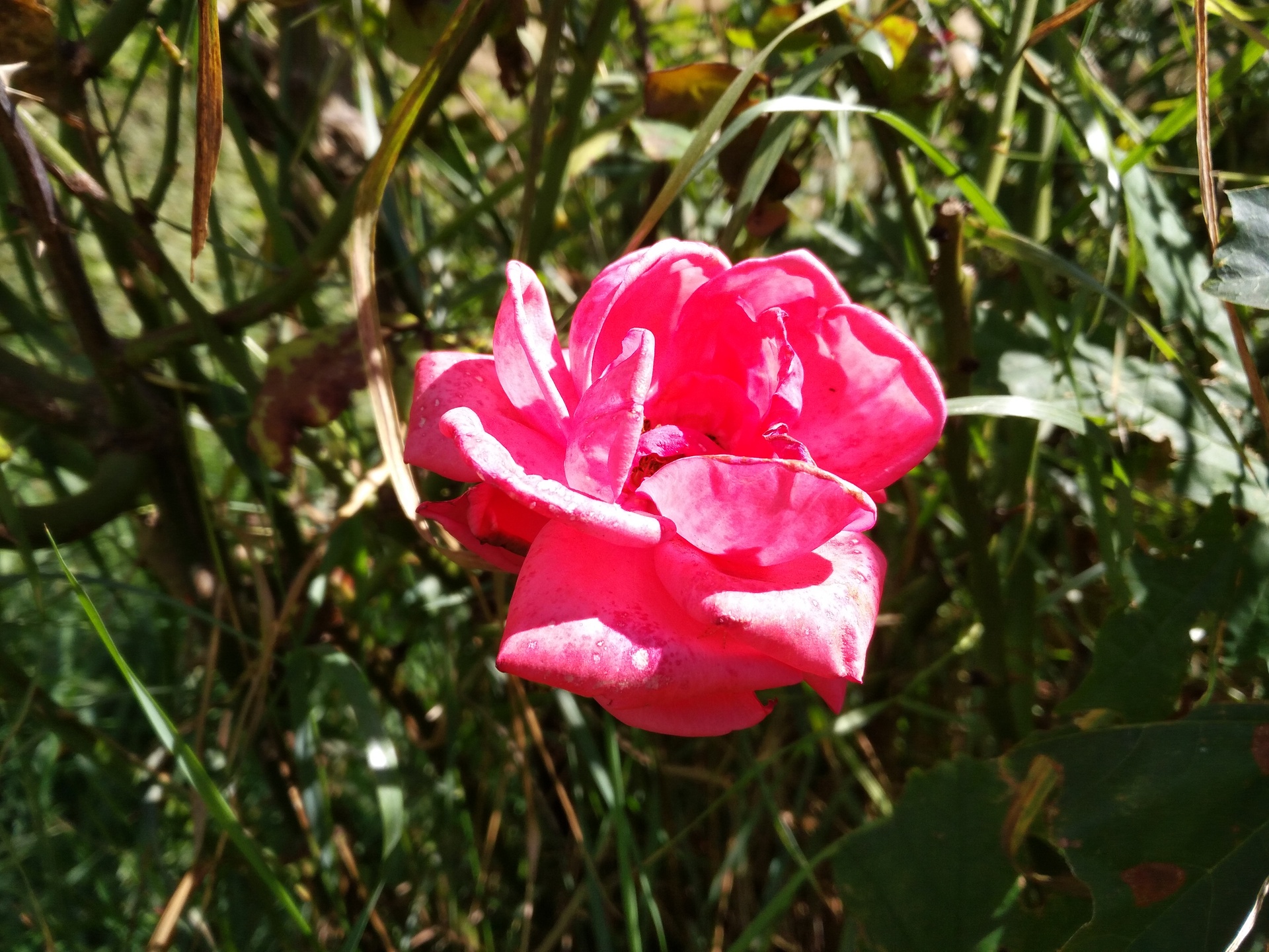 Huawei P9 Lite vs Alcatel Idol 4 