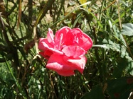 Huawei P9 Lite vs Alcatel Idol 4 