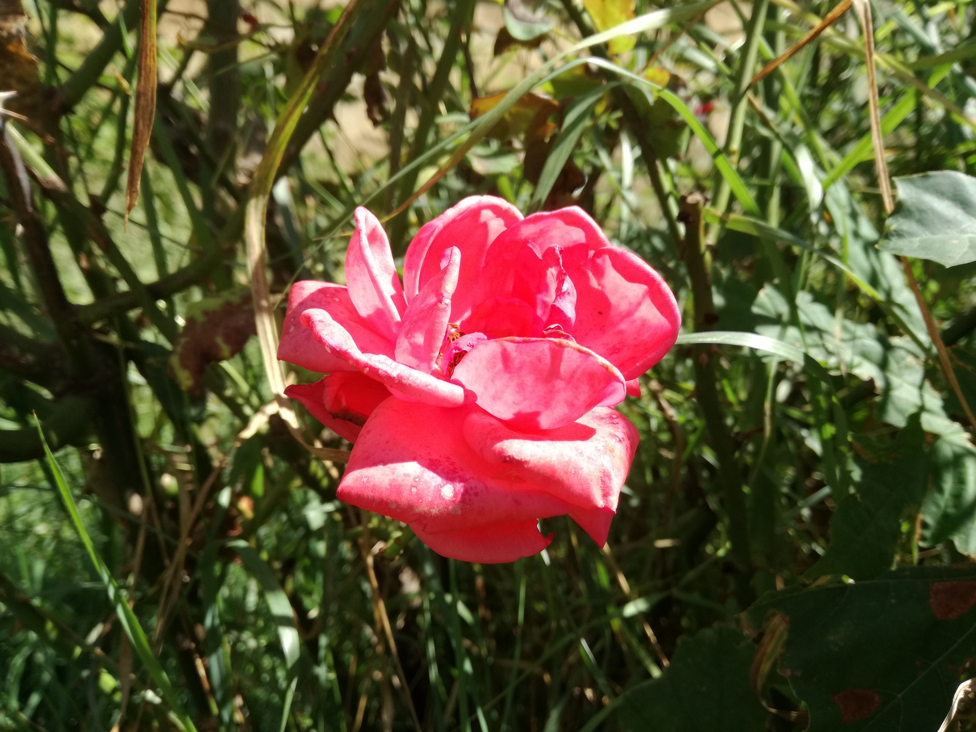 Huawei P9 Lite vs Alcatel Idol 4 