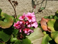 Huawei P9 Lite vs Alcatel Idol 4 