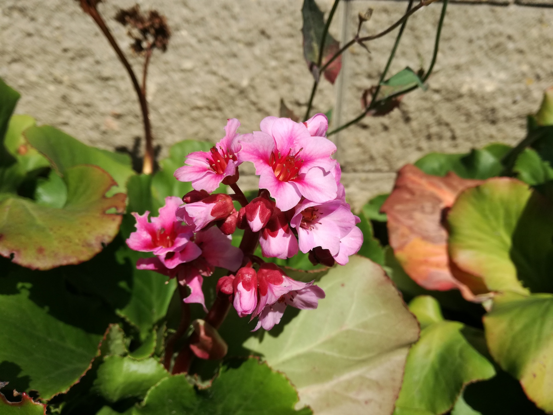 Huawei P9 Lite vs Alcatel Idol 4 