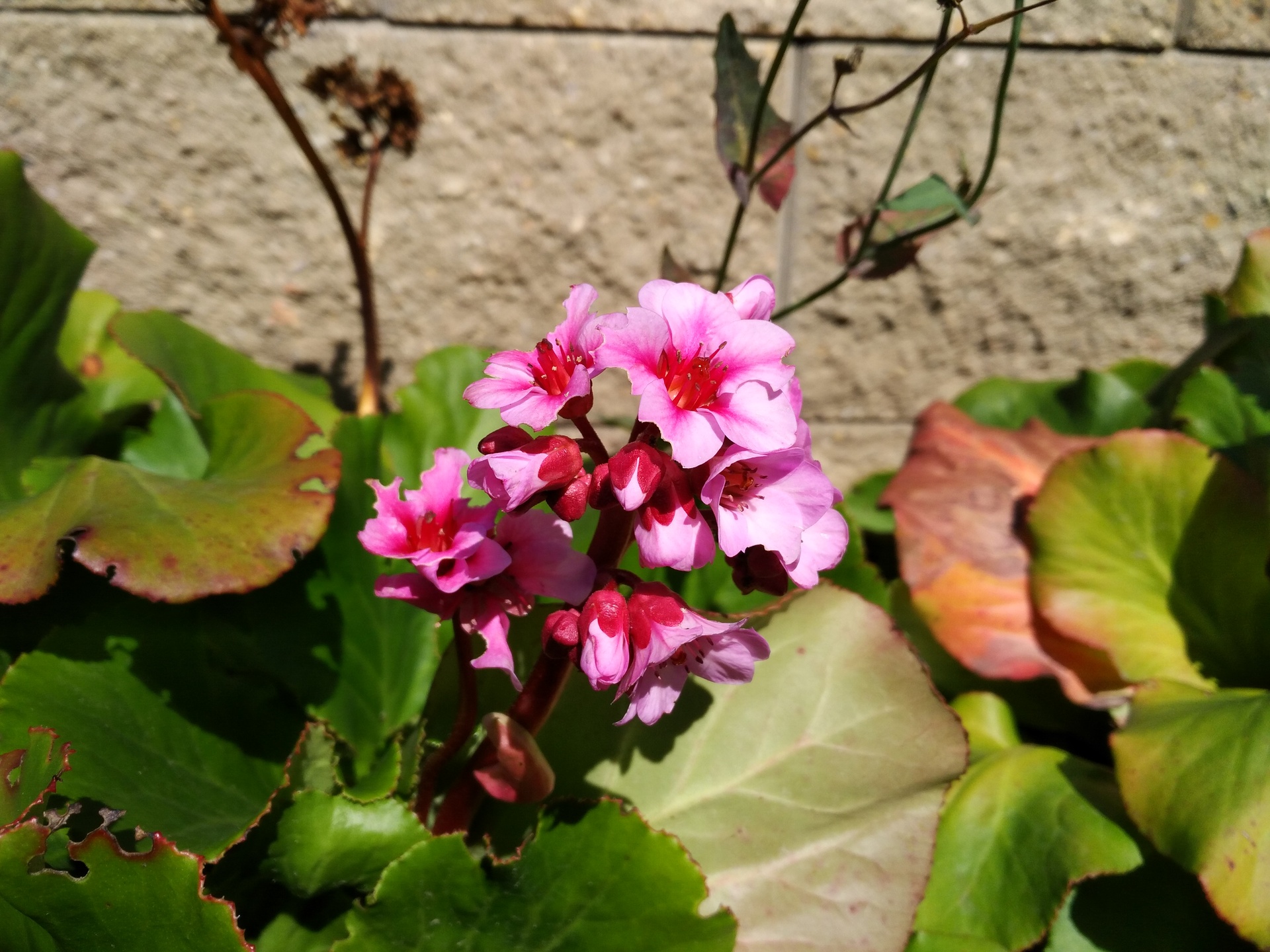 Huawei P9 Lite vs Alcatel Idol 4 