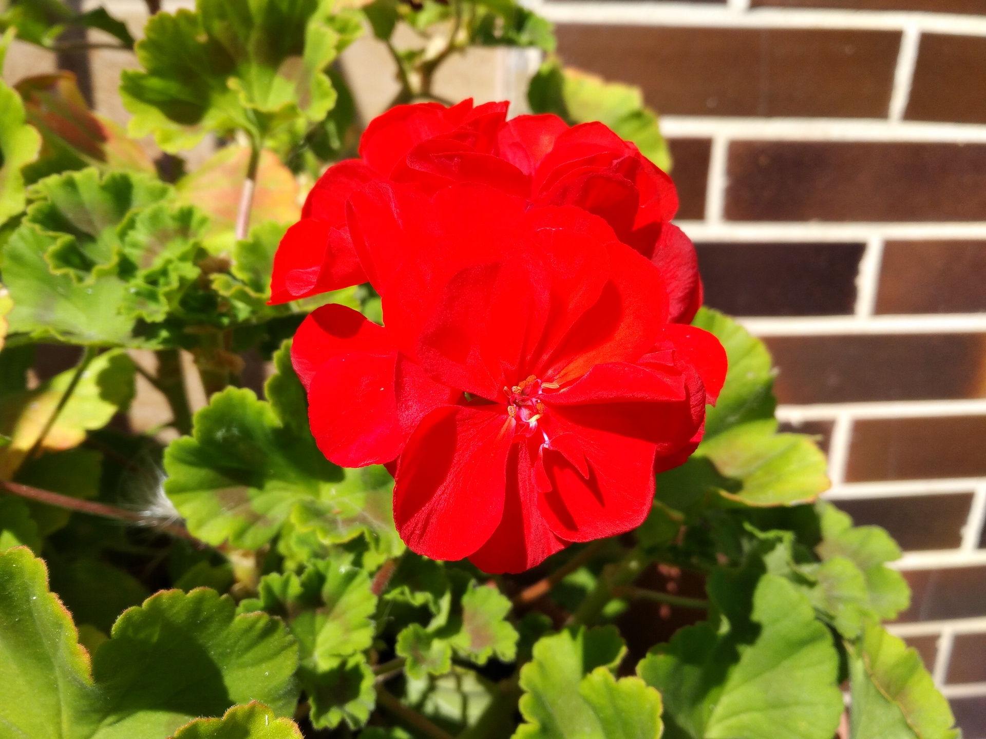 Huawei P9 Lite vs Alcatel Idol 4 