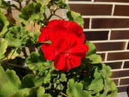 Huawei P9 Lite vs Alcatel Idol 4 