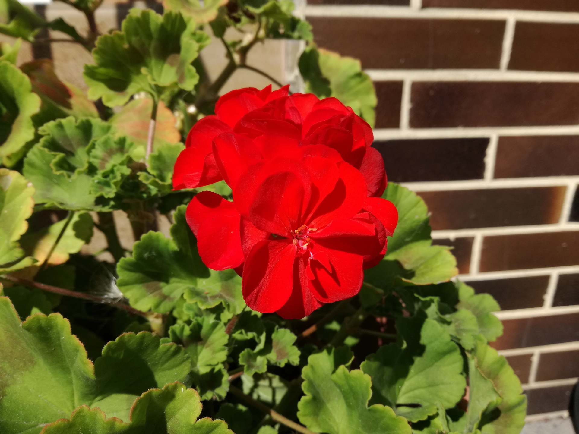 Huawei P9 Lite vs Alcatel Idol 4 