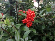 Huawei P9 Lite vs Alcatel Idol 4 