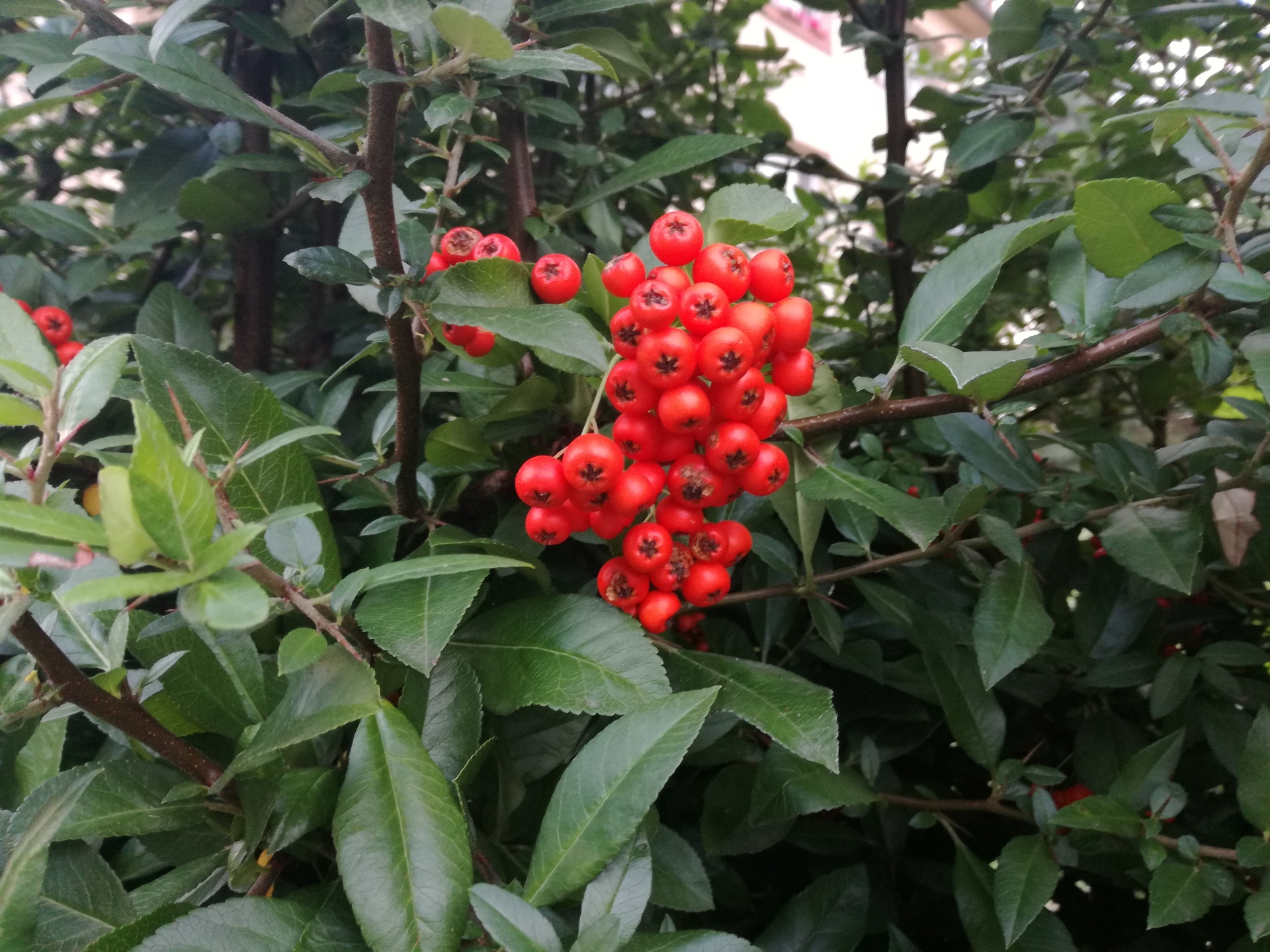 Huawei P9 Lite vs Alcatel Idol 4 