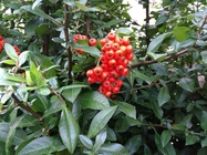 Huawei P9 Lite vs Alcatel Idol 4 