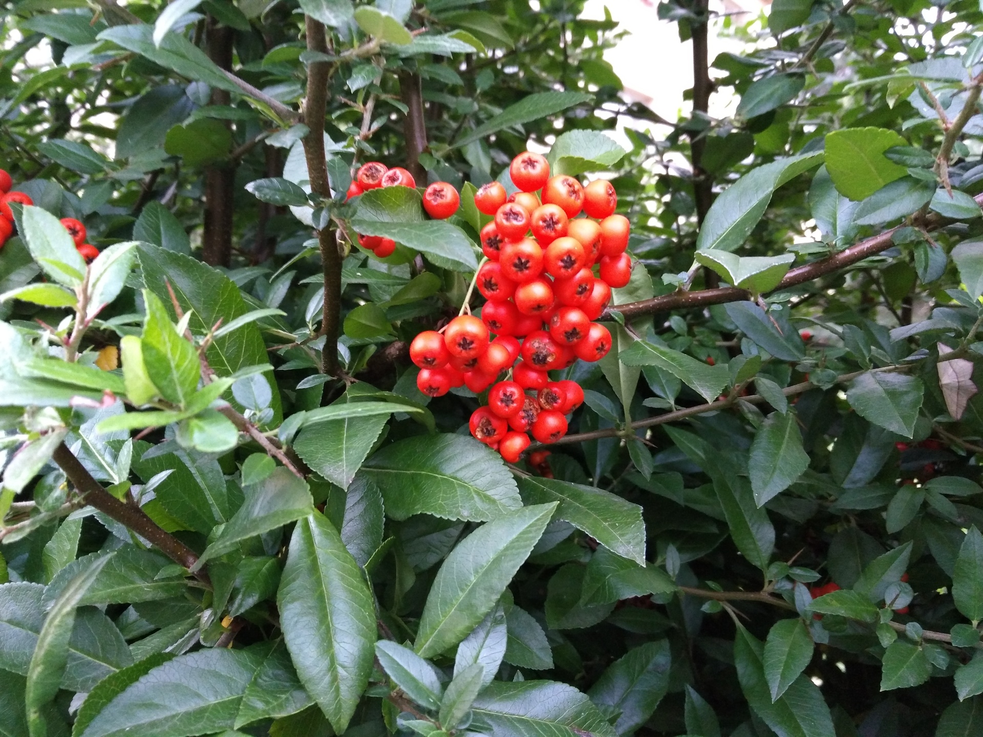 Huawei P9 Lite vs Alcatel Idol 4 