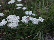 Huawei P9 Lite vs Alcatel Idol 4 