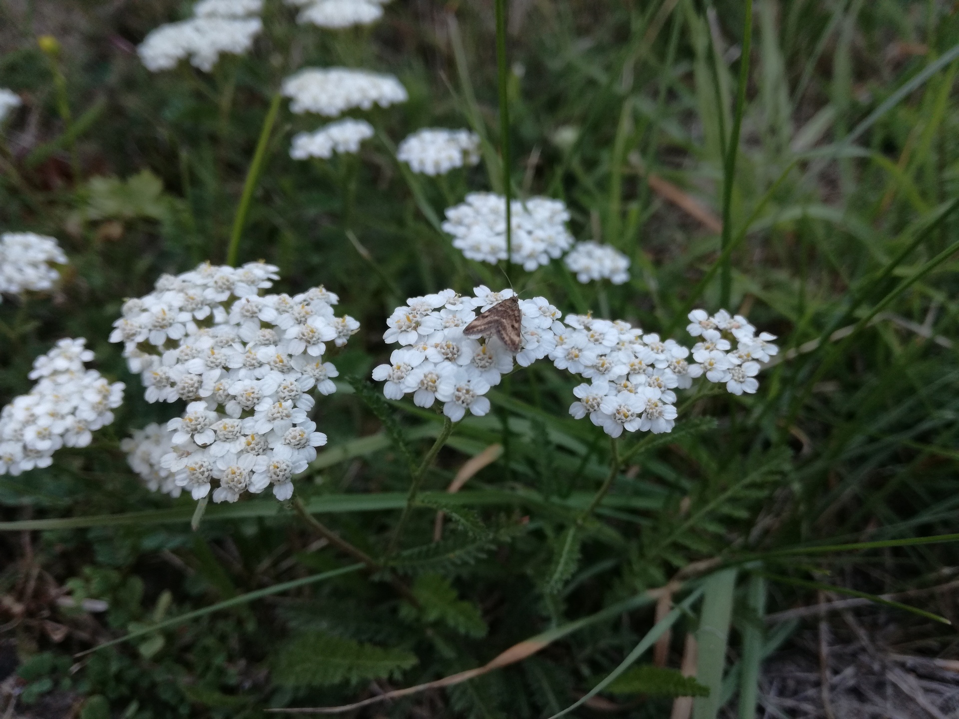 Huawei P9 Lite vs Alcatel Idol 4 