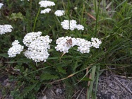 Huawei P9 Lite vs Alcatel Idol 4 