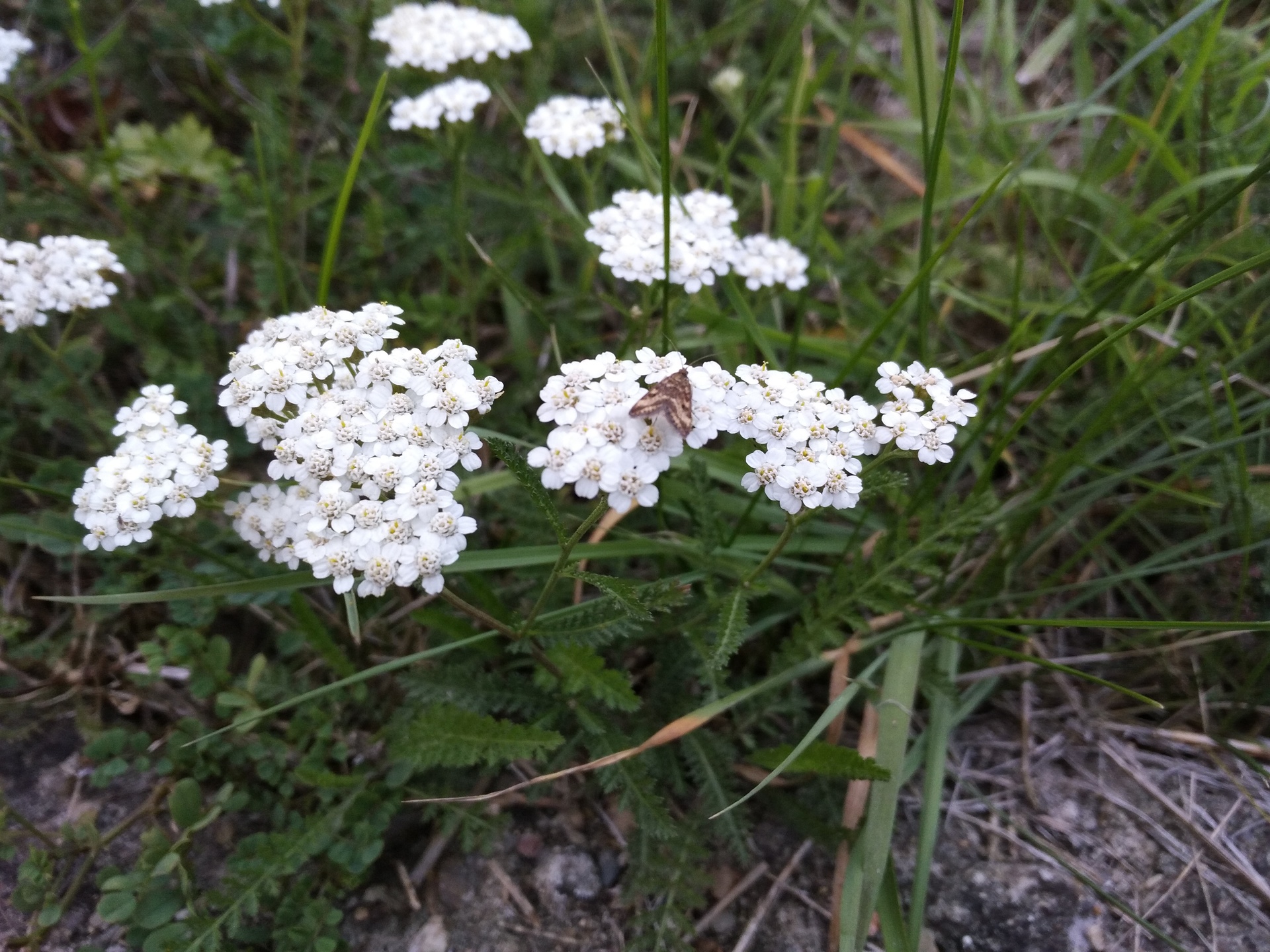 Huawei P9 Lite vs Alcatel Idol 4 