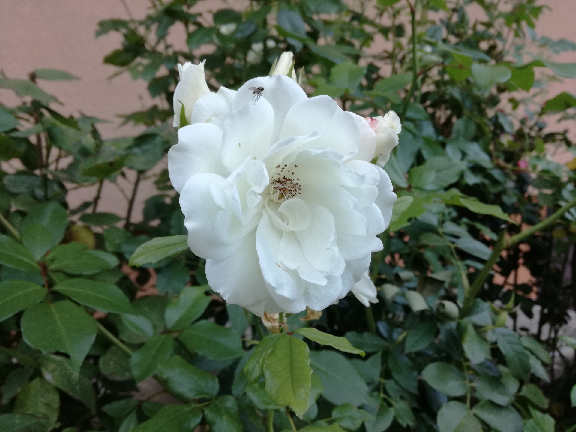 Huawei P9 Lite vs Alcatel Idol 4 