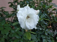 Huawei P9 Lite vs Alcatel Idol 4 