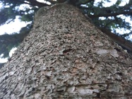 Huawei P9 Lite vs Alcatel Idol 4 