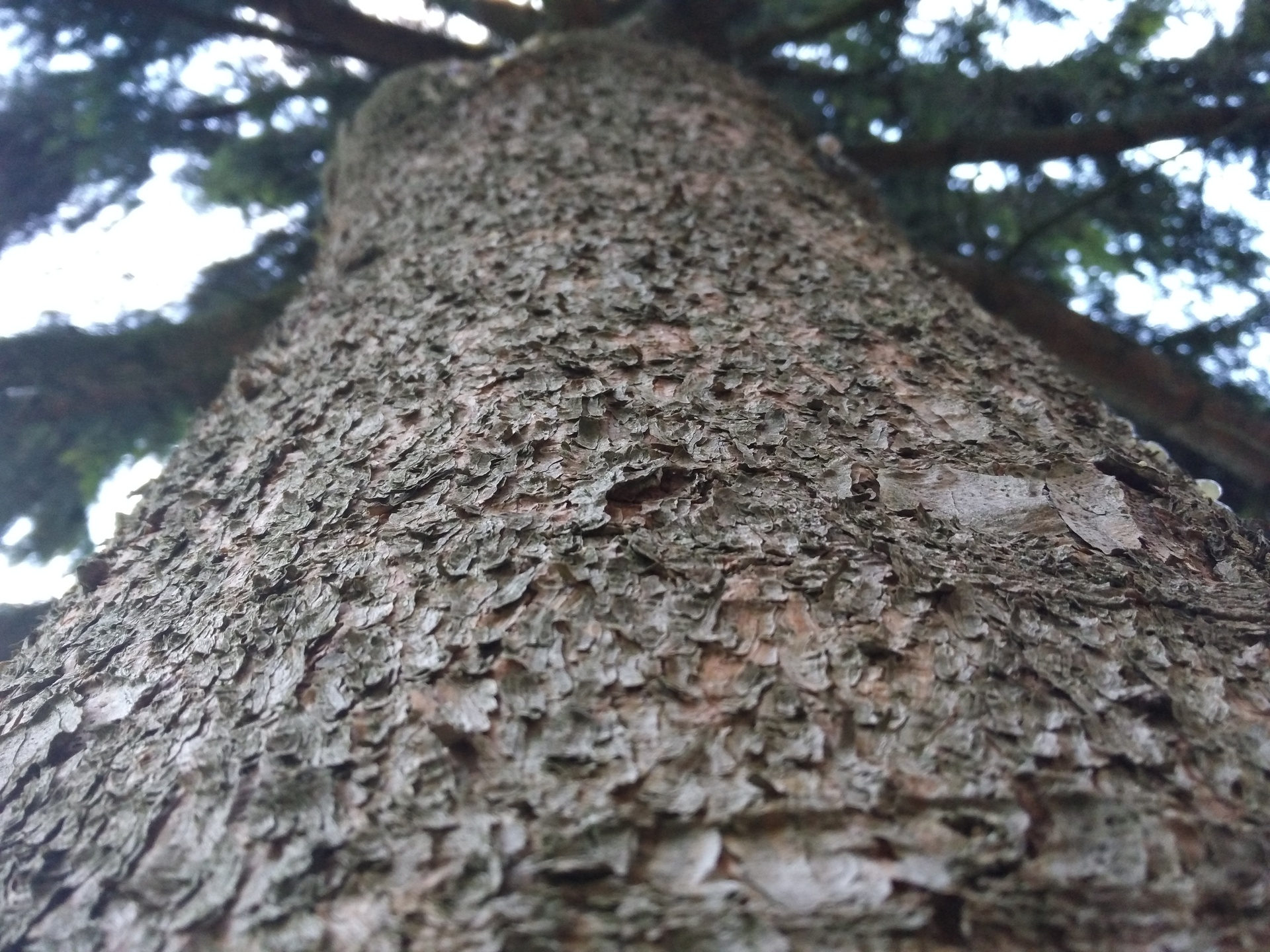 Huawei P9 Lite vs Alcatel Idol 4 