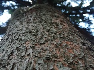 Huawei P9 Lite vs Alcatel Idol 4 