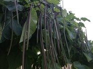 Huawei P9 Lite vs Alcatel Idol 4 