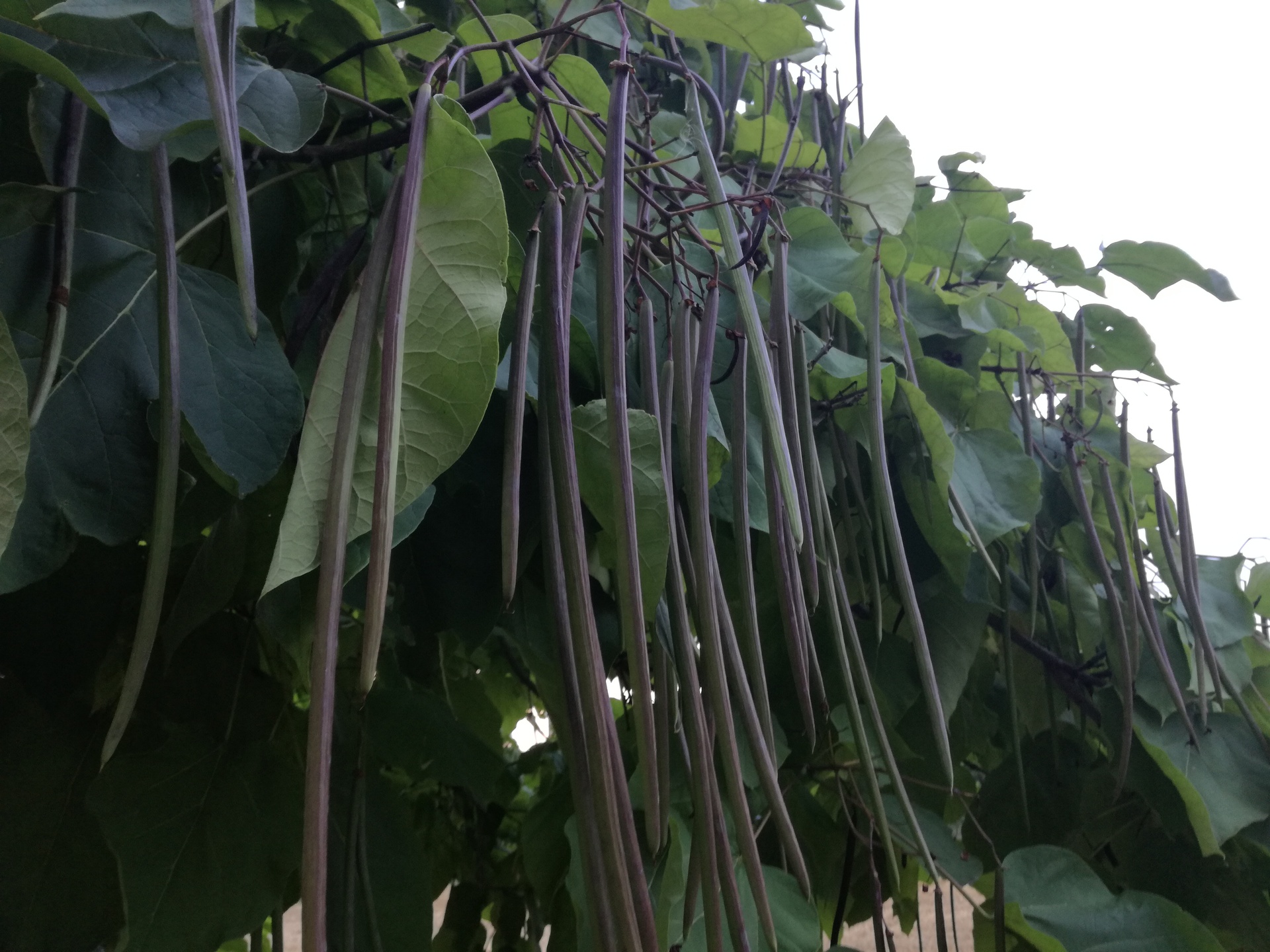 Huawei P9 Lite vs Alcatel Idol 4 