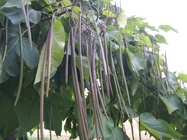 Huawei P9 Lite vs Alcatel Idol 4 