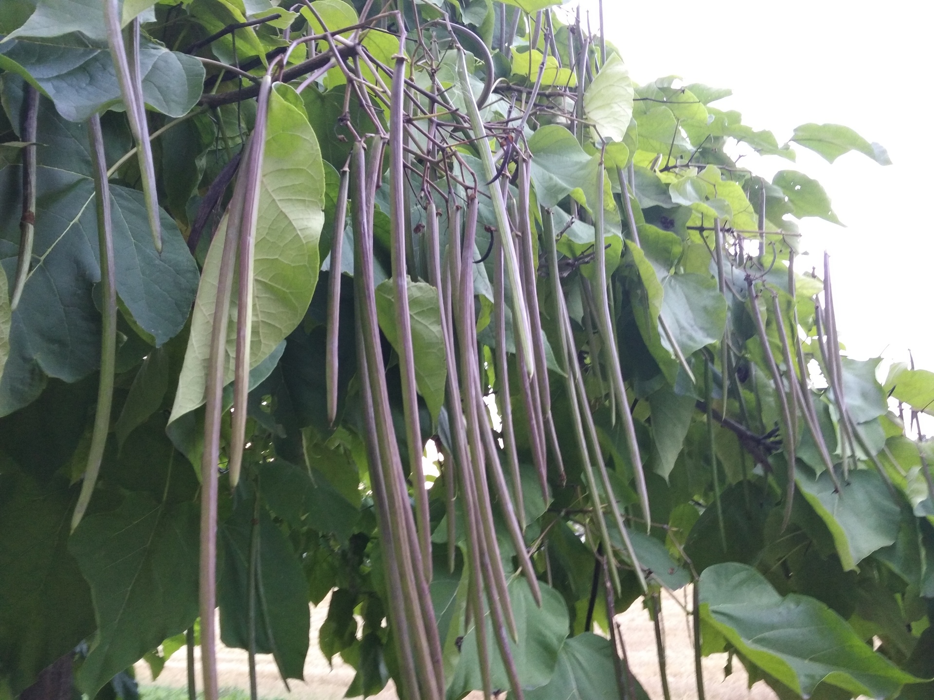 Huawei P9 Lite vs Alcatel Idol 4 