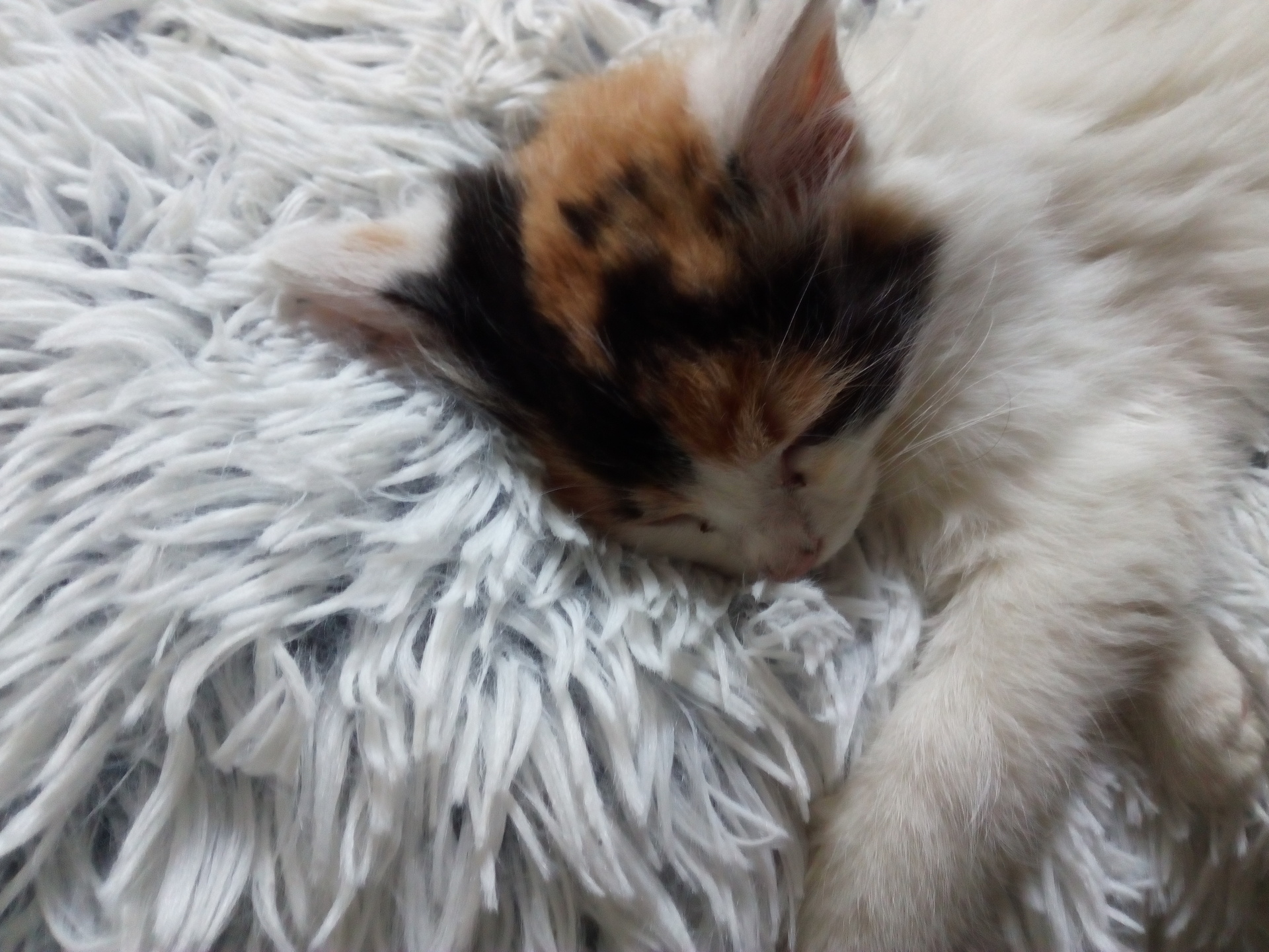 Huawei Y6 II Compact