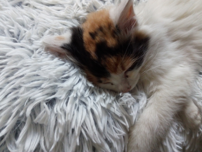 Huawei Y6 II Compact