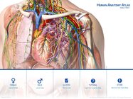 Human Anatomy Atlas