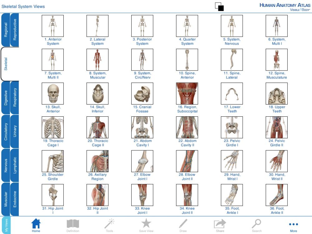 Human Anatomy Atlas