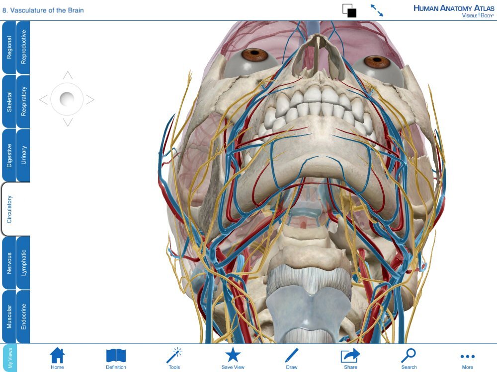 Human Anatomy Atlas