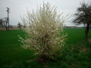 Hyundai Cyrus HP503Qe